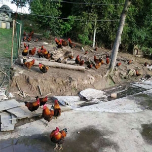 养鸡场监控系统